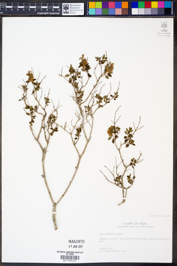 Salvia ballotaeflora image