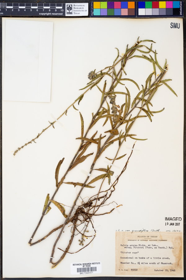 Salvia azurea var. grandiflora image