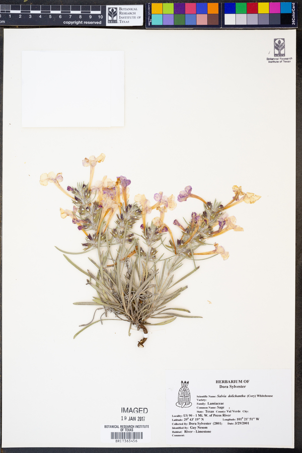 Salvia dolichantha image