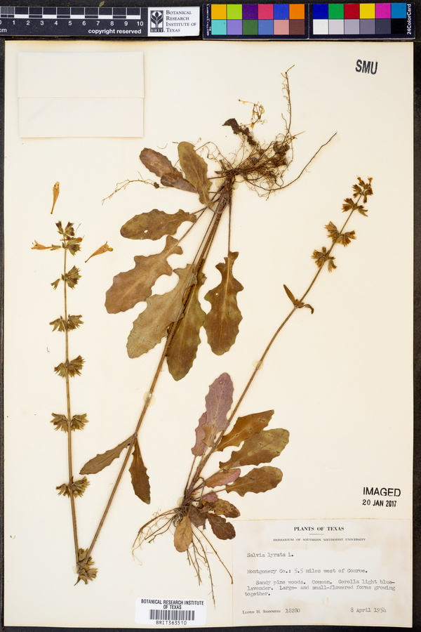 Salvia lyrata image