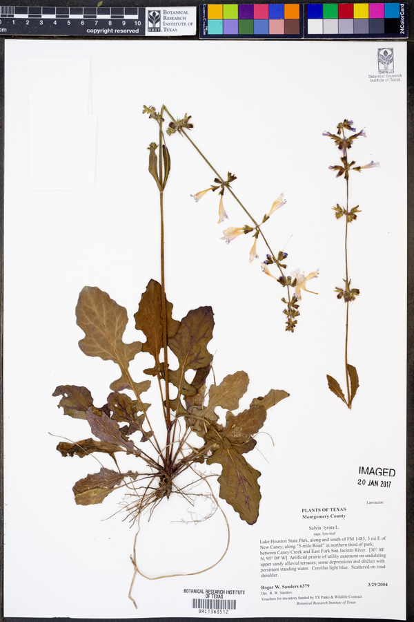 Salvia lyrata image