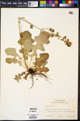 Salvia lyrata image