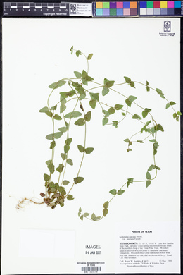 Scutellaria parvula image