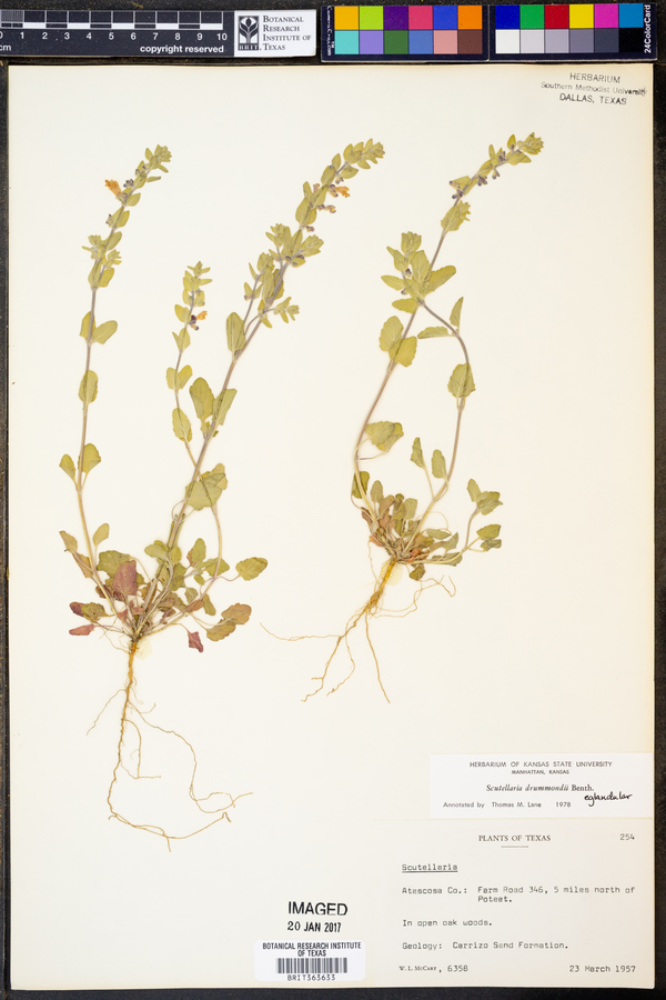 Scutellaria drummondii image