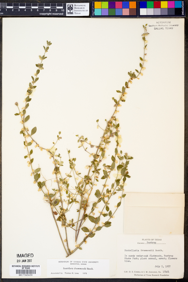 Scutellaria drummondii image
