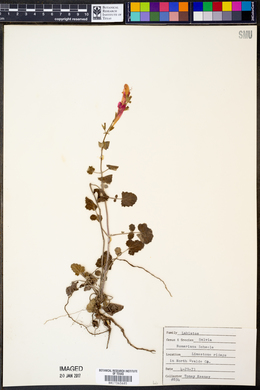 Salvia roemeriana image