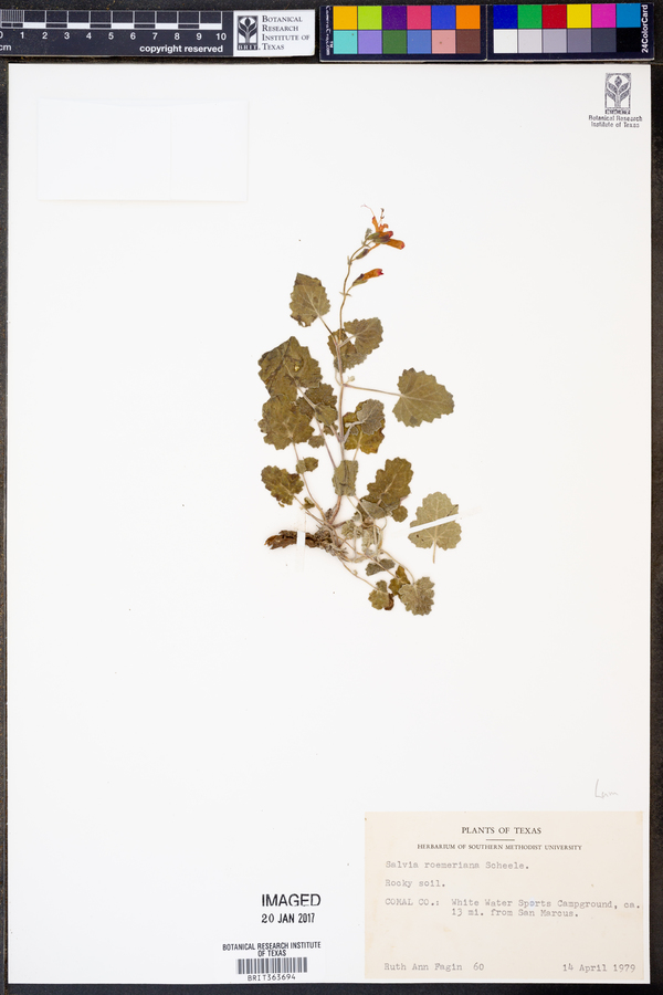 Salvia roemeriana image