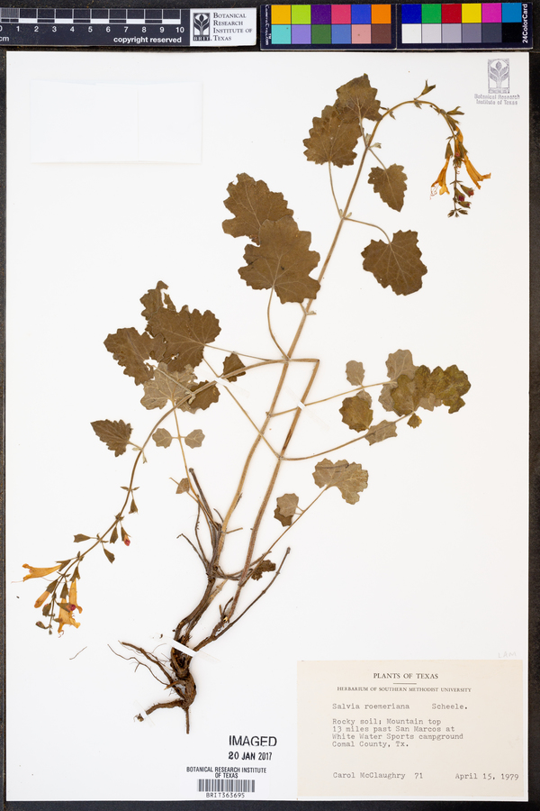 Salvia roemeriana image