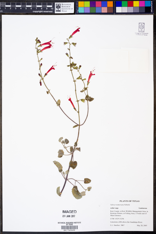 Salvia roemeriana image
