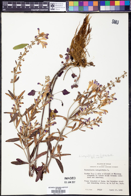 Scutellaria integrifolia var. hispida image