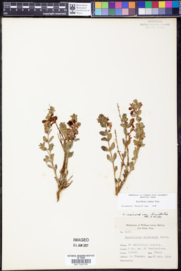 Scutellaria resinosa image