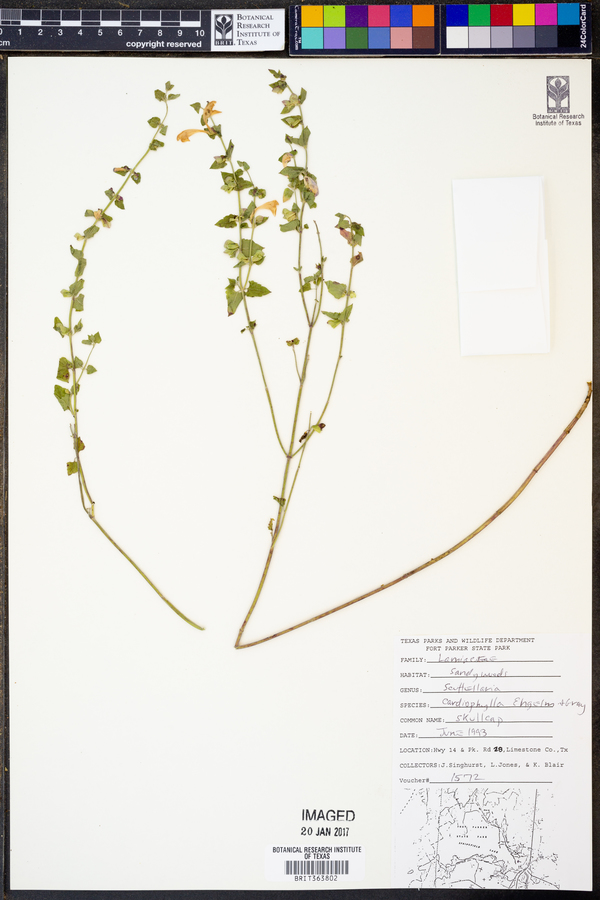 Scutellaria cardiophylla image