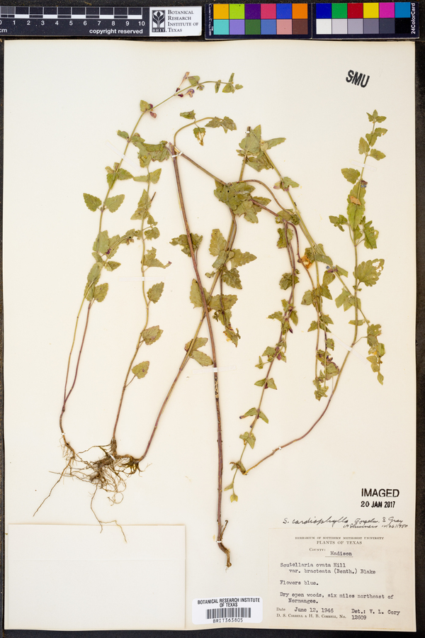 Scutellaria cardiophylla image