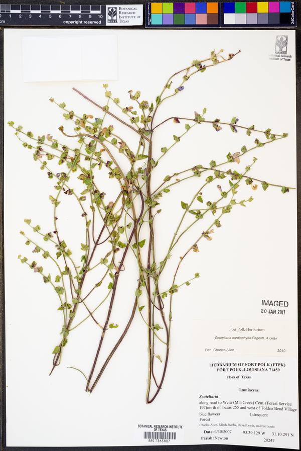 Scutellaria cardiophylla image