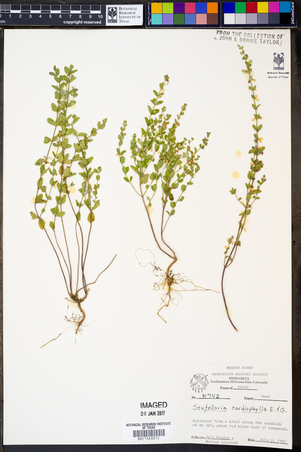 Scutellaria cardiophylla image