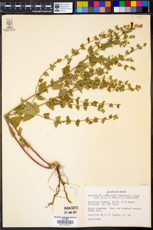 Scutellaria cardiophylla image