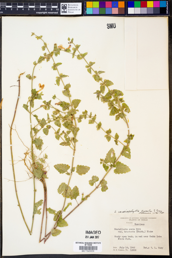 Scutellaria cardiophylla image