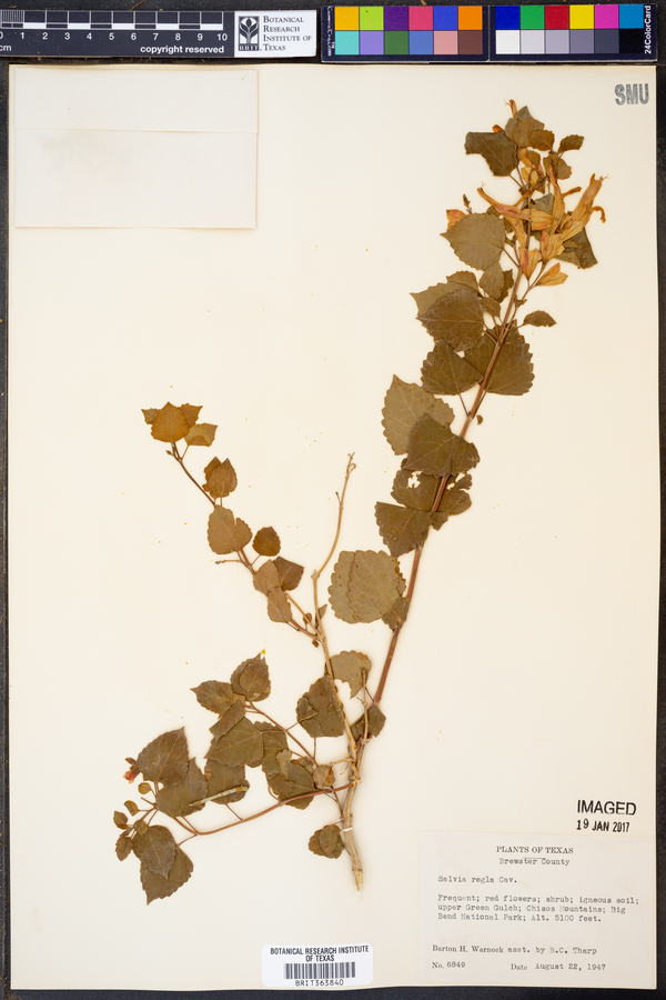 Salvia regla image