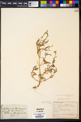 Salvia lanceaefolia image