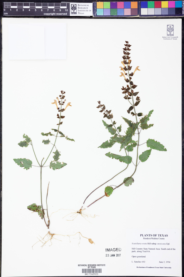 Scutellaria ovata subsp. mexicana image