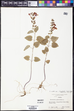 Scutellaria ovata var. bracteata image