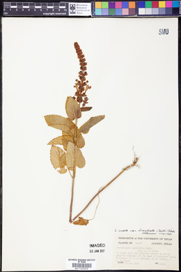 Scutellaria ovata var. bracteata image