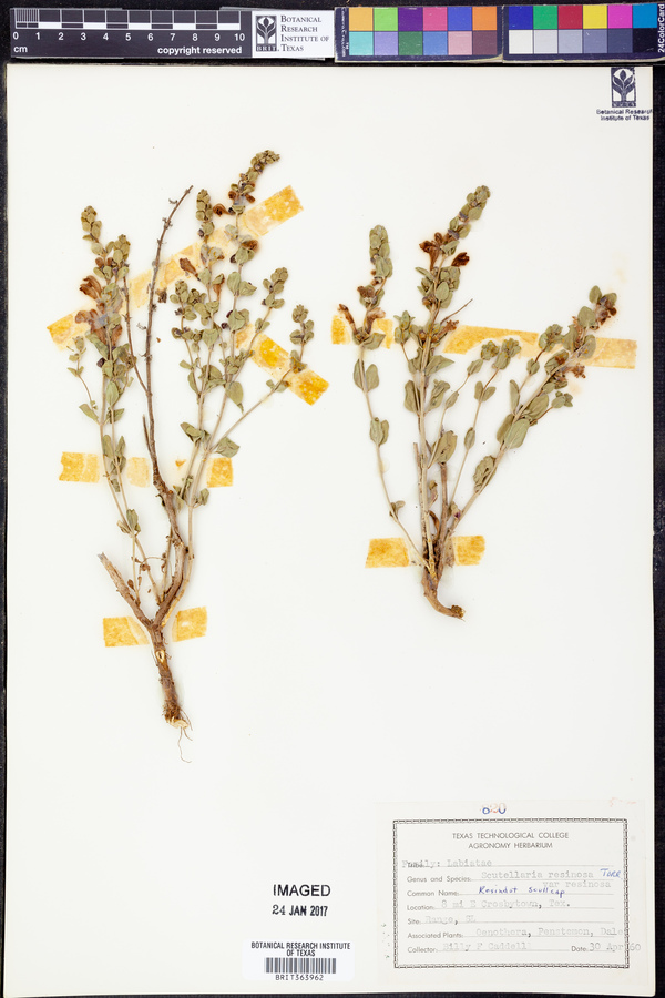 Scutellaria resinosa var. resinosa image