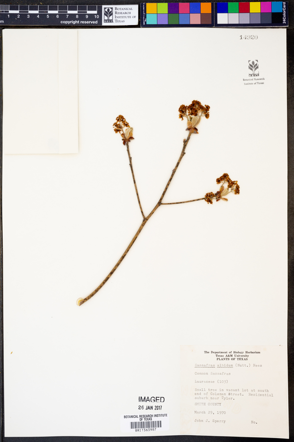 Sassafras albidum image