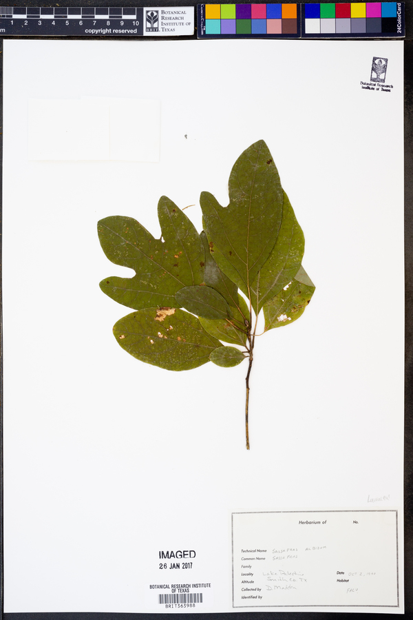 Sassafras albidum image