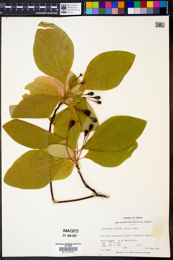 Sassafras albidum image