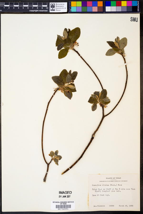 Sassafras albidum image