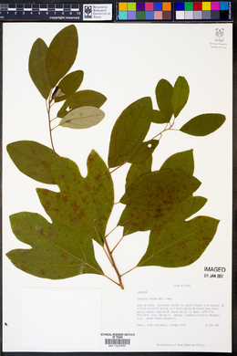 Sassafras albidum image