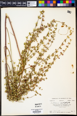 Scutellaria cardiophylla image