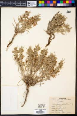 Salvia whitehousei image