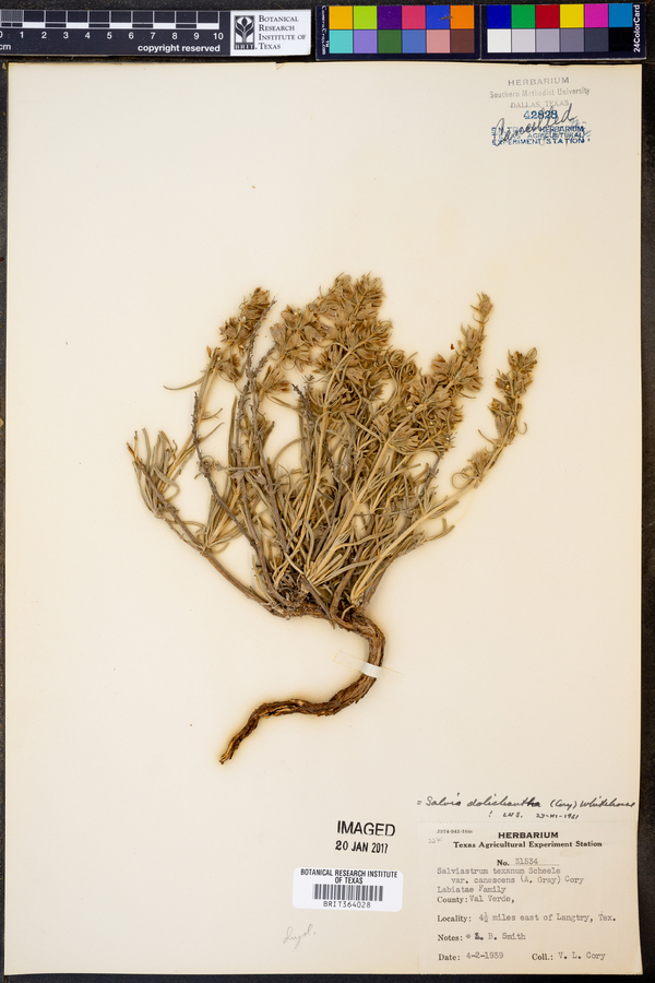 Salvia dolichantha image
