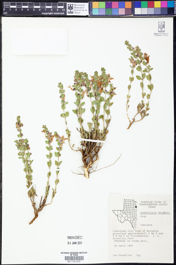Scutellaria wrightii image