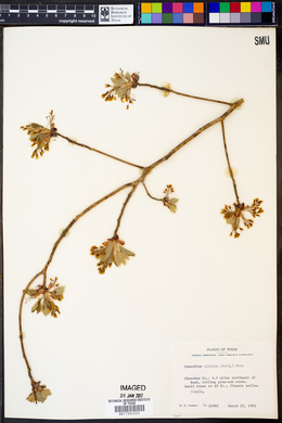 Sassafras albidum image