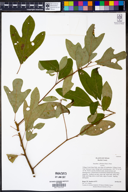 Sassafras albidum image