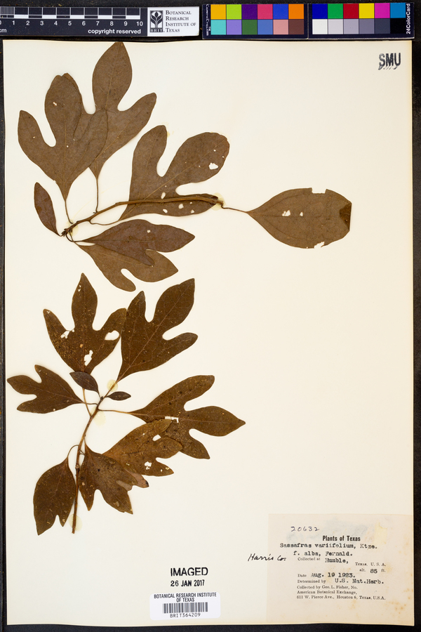 Sassafras image