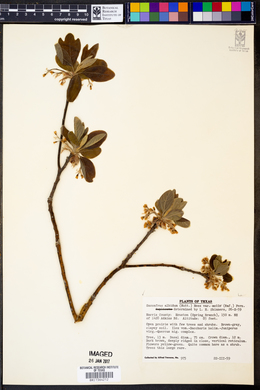 Sassafras albidum image