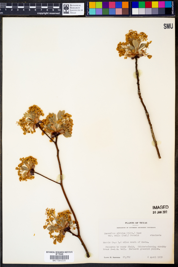 Sassafras albidum image