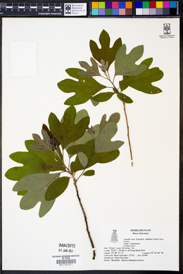 Sassafras albidum image