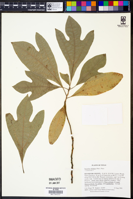 Sassafras albidum image