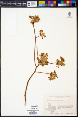 Sassafras albidum image