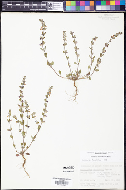 Scutellaria drummondii image