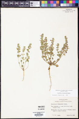 Scutellaria drummondii image