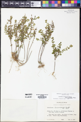 Scutellaria drummondii image