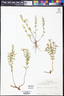 Scutellaria drummondii image