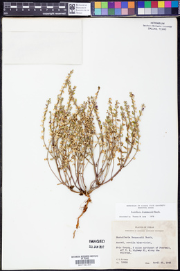 Scutellaria drummondii image