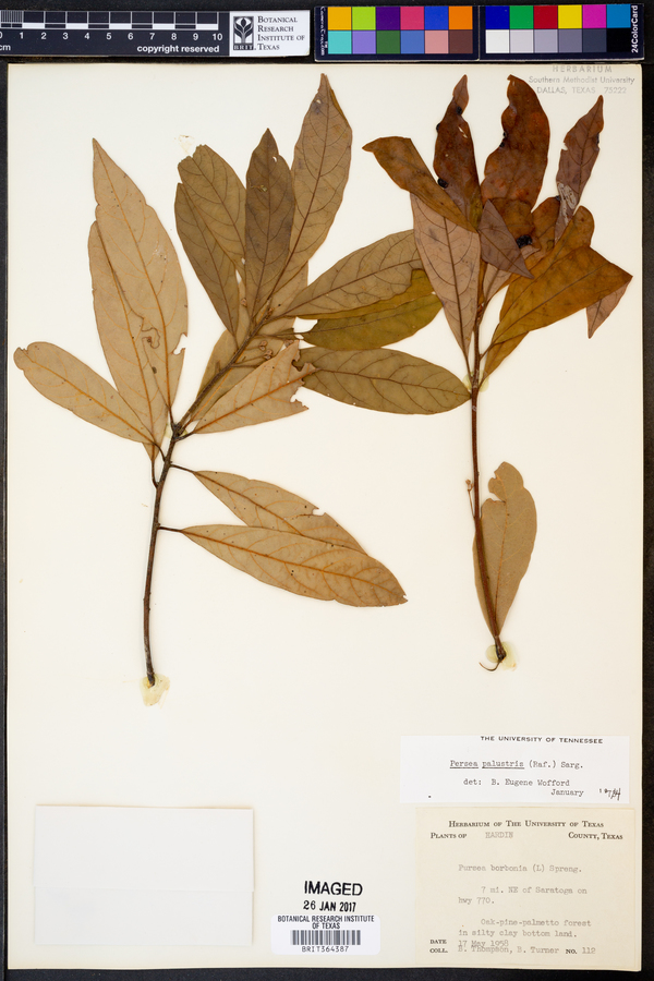 Persea palustris image